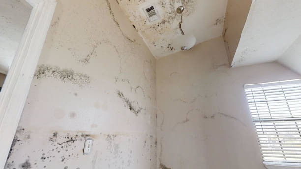 Best Mold Removal for HVAC Installations  in Waimanalo, HI