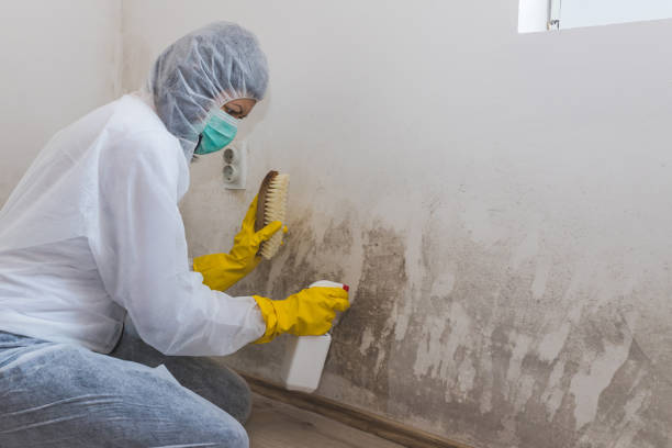 Mold Documentation for Insurance Claims in Waimanalo, HI