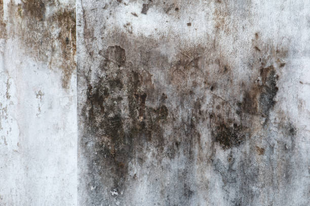 Best Mold Documentation for Insurance Claims  in Waimanalo, HI