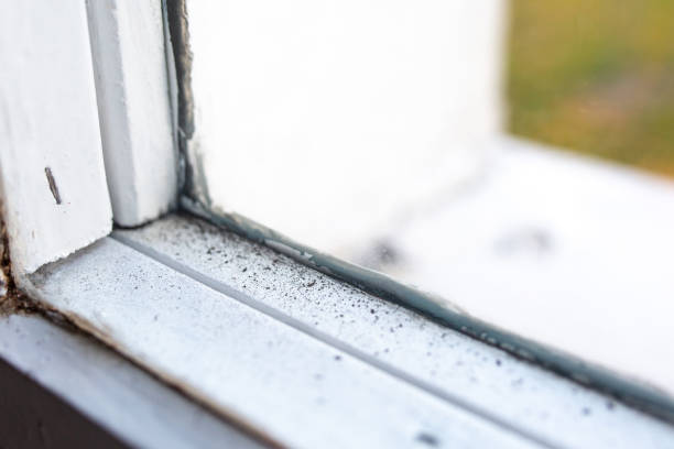 Professional Mold Removal in Waimanalo, HI